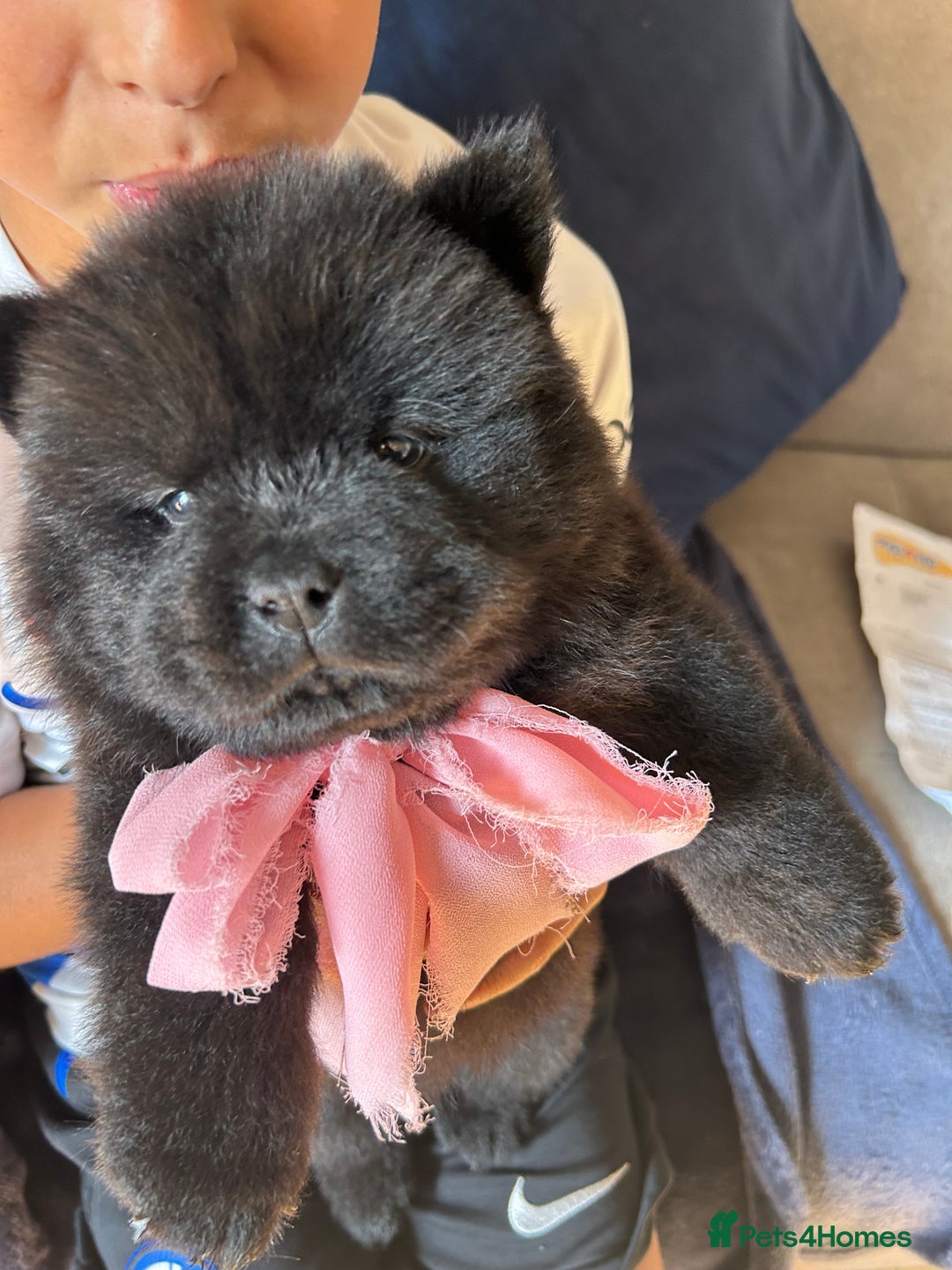 Chow Chow dogs for sale: Beautiful KC registered Chow Chow puppies  - Image 8