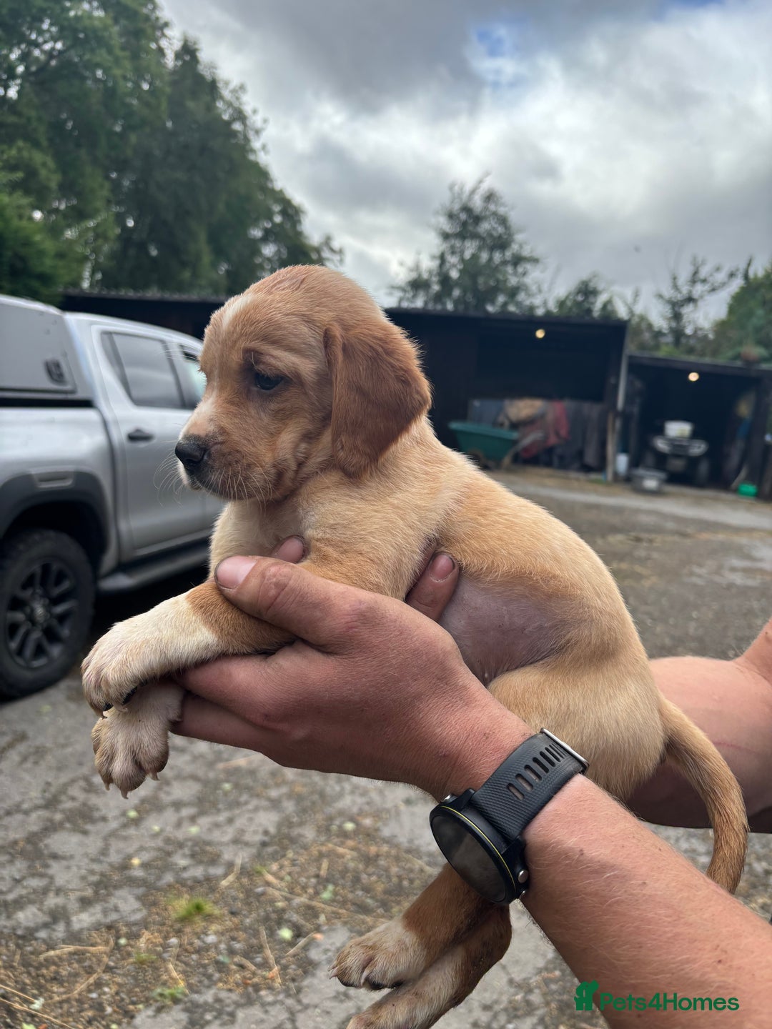 Springador dogs for sale: Gorgeous Red Labrador X puppies  - Image 3