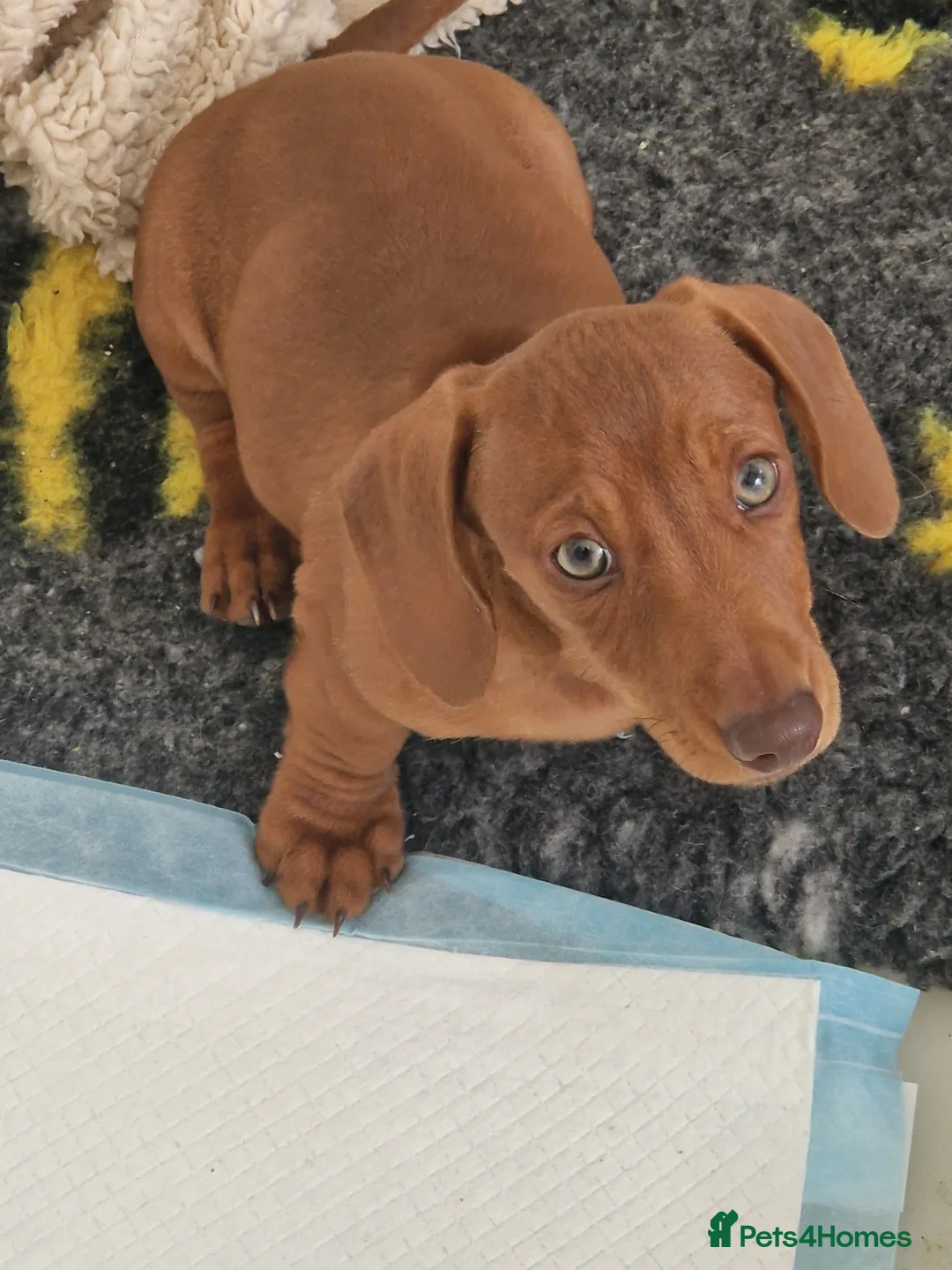 Miniature Dachshund dogs for sale: Fully vax'd Red Kc registered miniature dachshund  - Advert 1