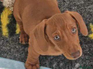 Miniature Dachshund dogs Fully vax'd Red Kc registered miniature dachshund - Advert 7