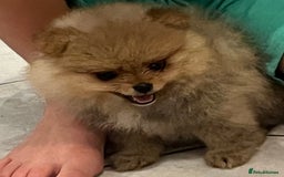 Pomeranian dogs for sale: Pomeranian show quality boy - Image 10
