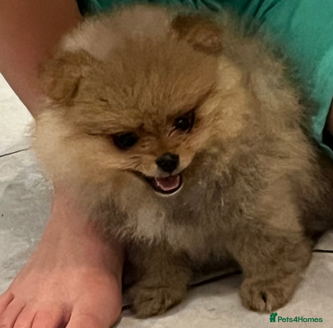 Pomeranian dogs for sale: Pomeranian show quality boy - Image 10