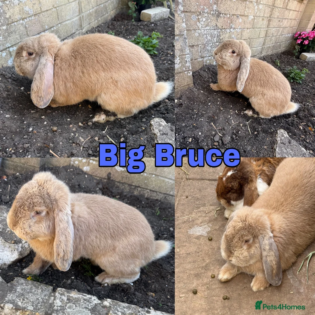 French Lop rabbits for sale: 1 x Large Pure French Lop Buck - Advert 9