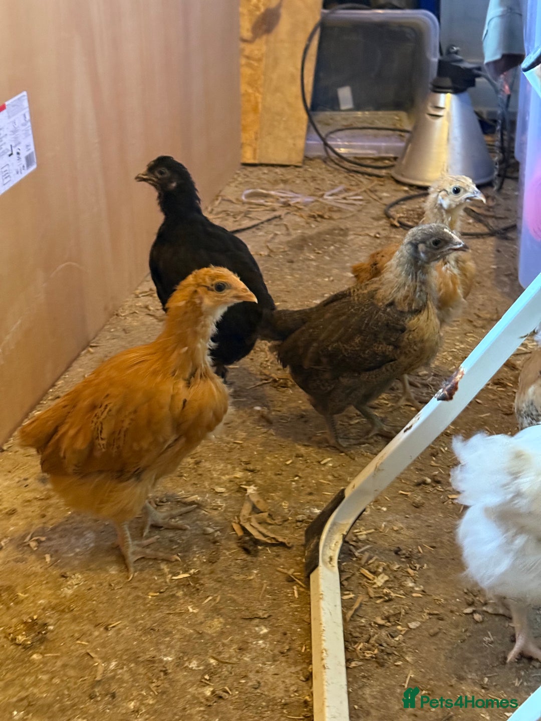 Chickens poultry for sale: 6 week old chickens various colours - Image 7