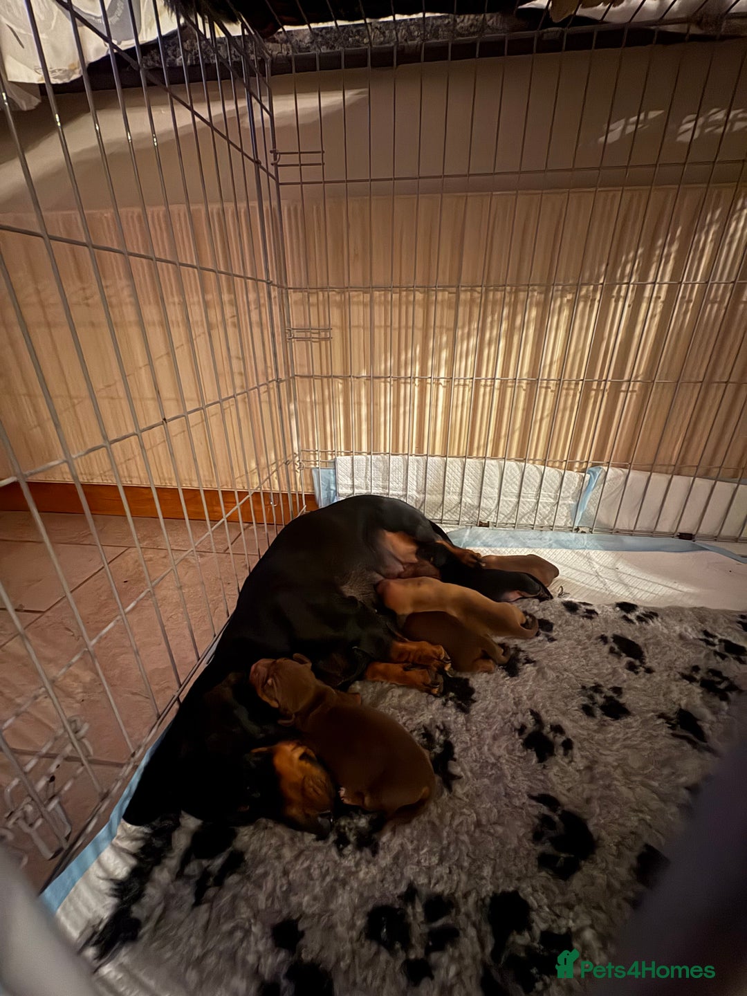 Dachshund dogs for sale: Standard dachshund puppies  - Advert 4