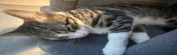 Bengal cats for sale: Bengal X male kitten - Advert 2