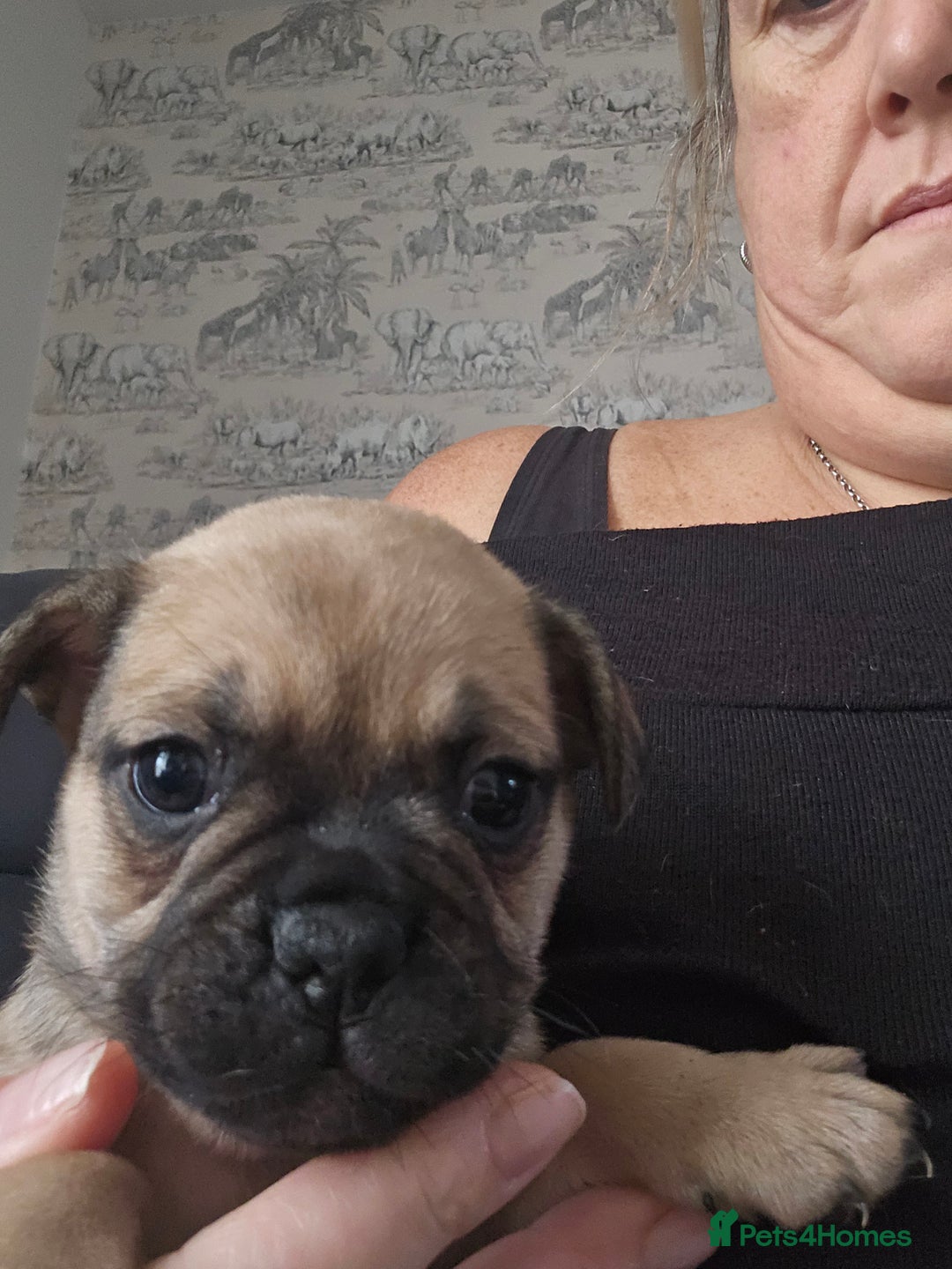 Frug dogs for sale: French bulldog x pug - Advert 5