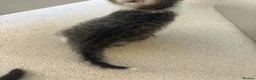 Domestic Shorthair cats for sale: 2 male kittens for sell  - Advert 8