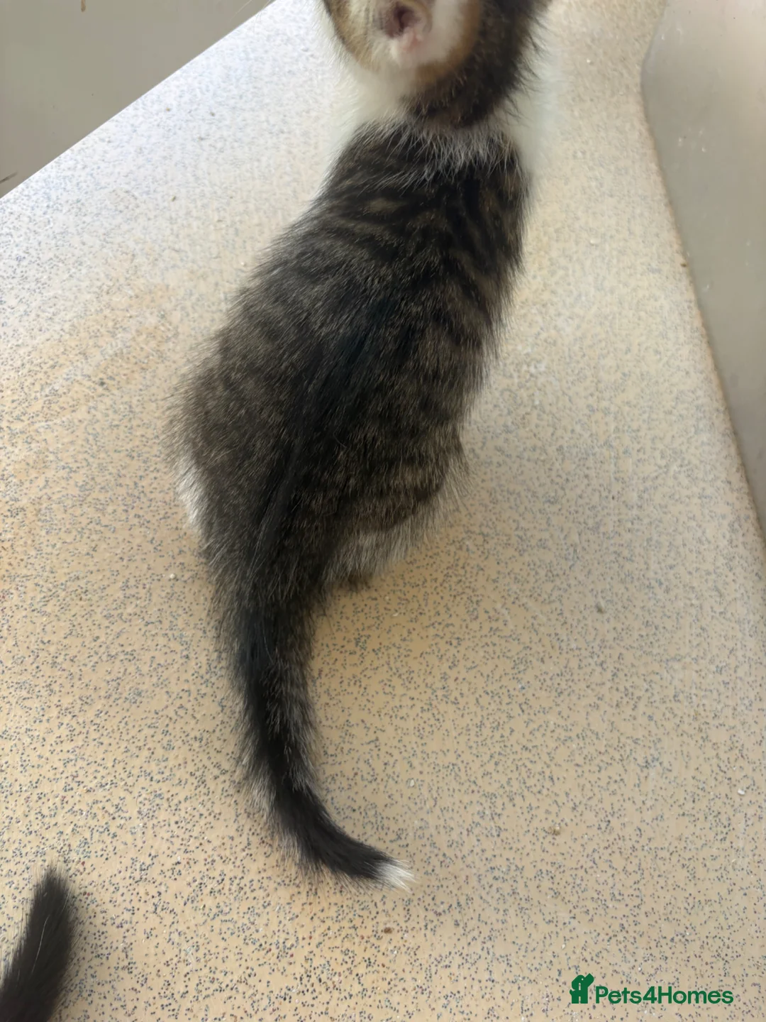 Domestic Shorthair cats for sale: 2 male kittens for sell  - Advert 8