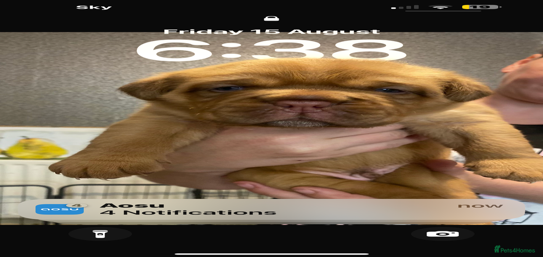 Gallery Image {{count}}