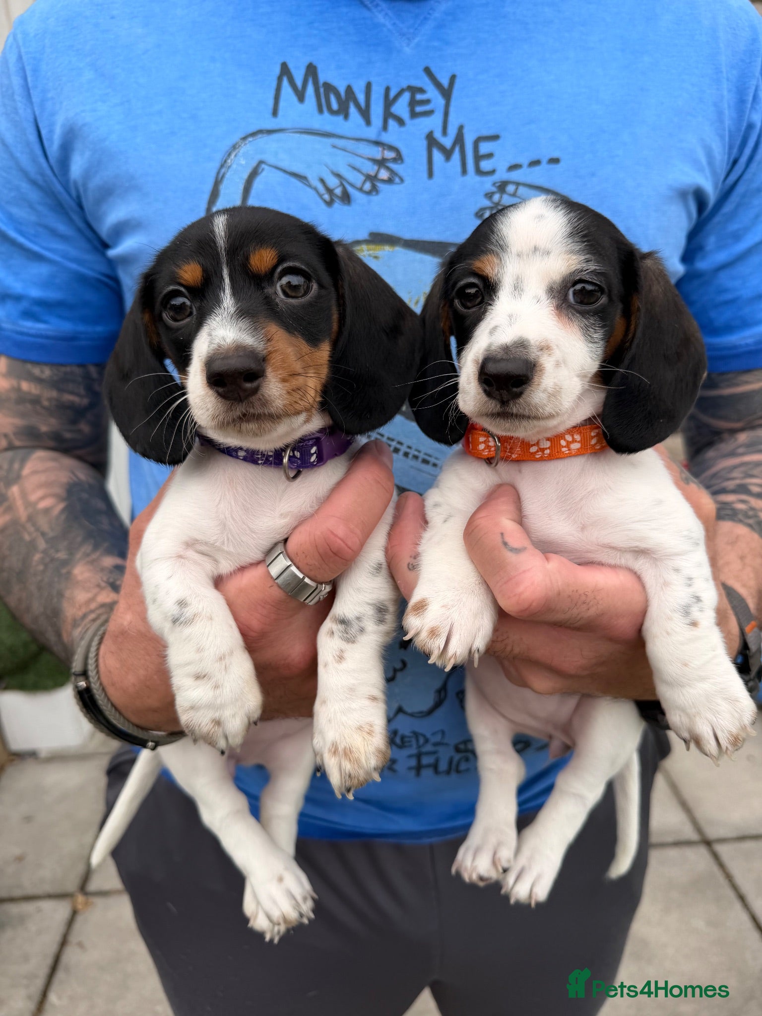 Dachshund dogs 4 adorable small dachshund girls available  - Advert 1