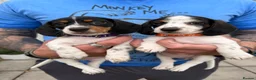 Dachshund dogs for sale: 4 adorable small dachshund girls available  - Advert 1