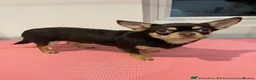 Chihuahua dogs for sale: Two beautiful boys looking for new home  - Advert 4