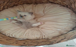 Ragdoll cats for sale: Stunning Ragdoll kittens  - Image 32