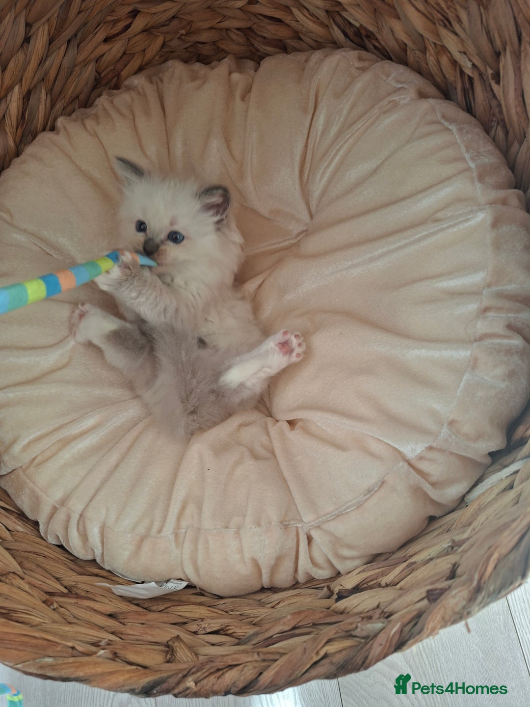 Ragdoll cats for sale: Stunning Ragdoll kittens  - Image 32