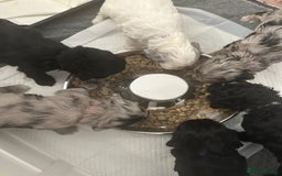Cockapoo dogs for sale: Beautiful cockapoo puppies delivery possible - Image 14