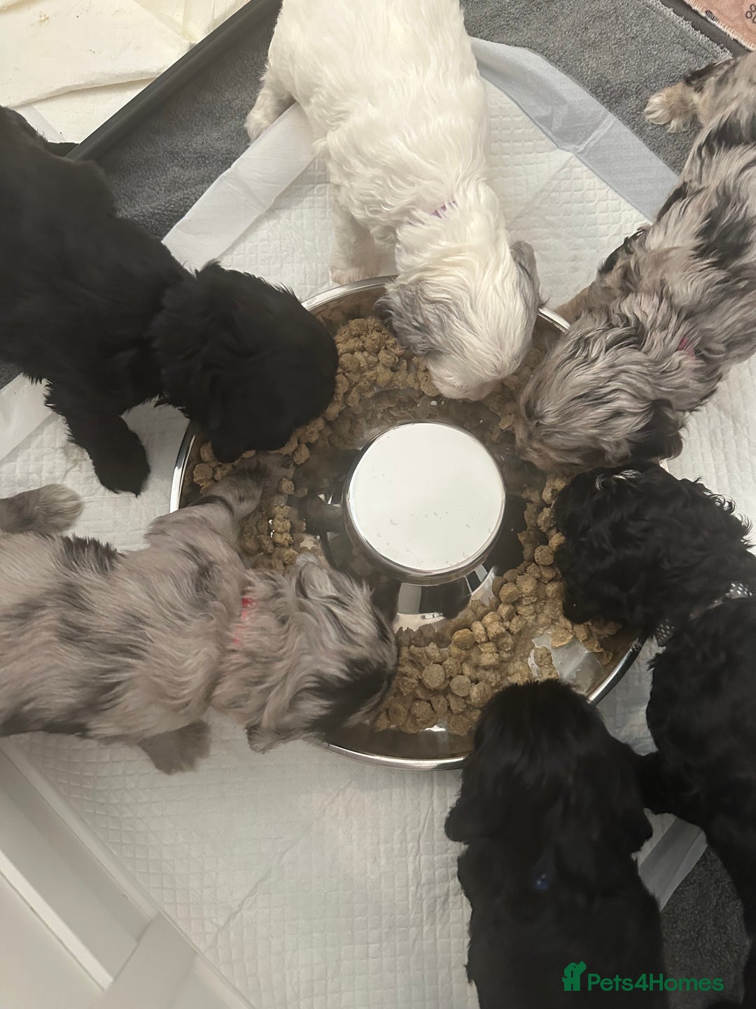 Cockapoo dogs for sale: Beautiful cockapoo puppies delivery possible - Image 14