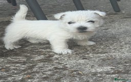 West Highland Terrier dogs for sale: Stunning West Highland White Terrier Babies - Image 7