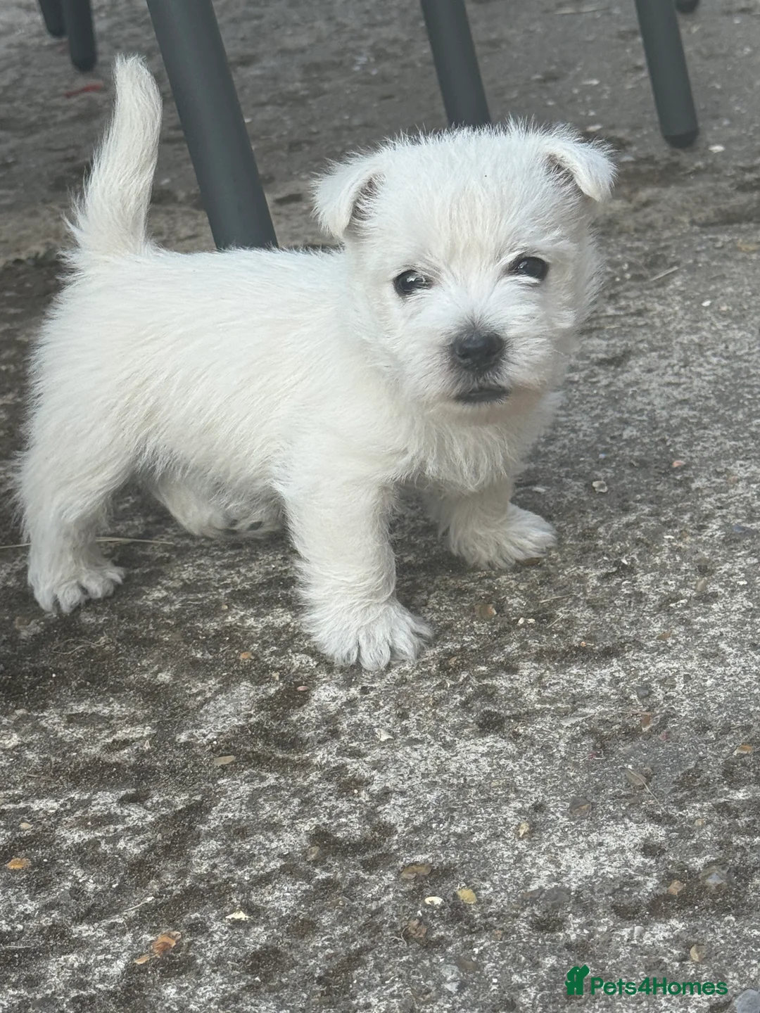 West Highland Terrier dogs for sale: PRICE REDUCED !!! 1 BOY AVAILABLE !!! - Advert 7