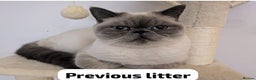 Persian cats for sale: Incredible exotic Persian kittens - Advert 15