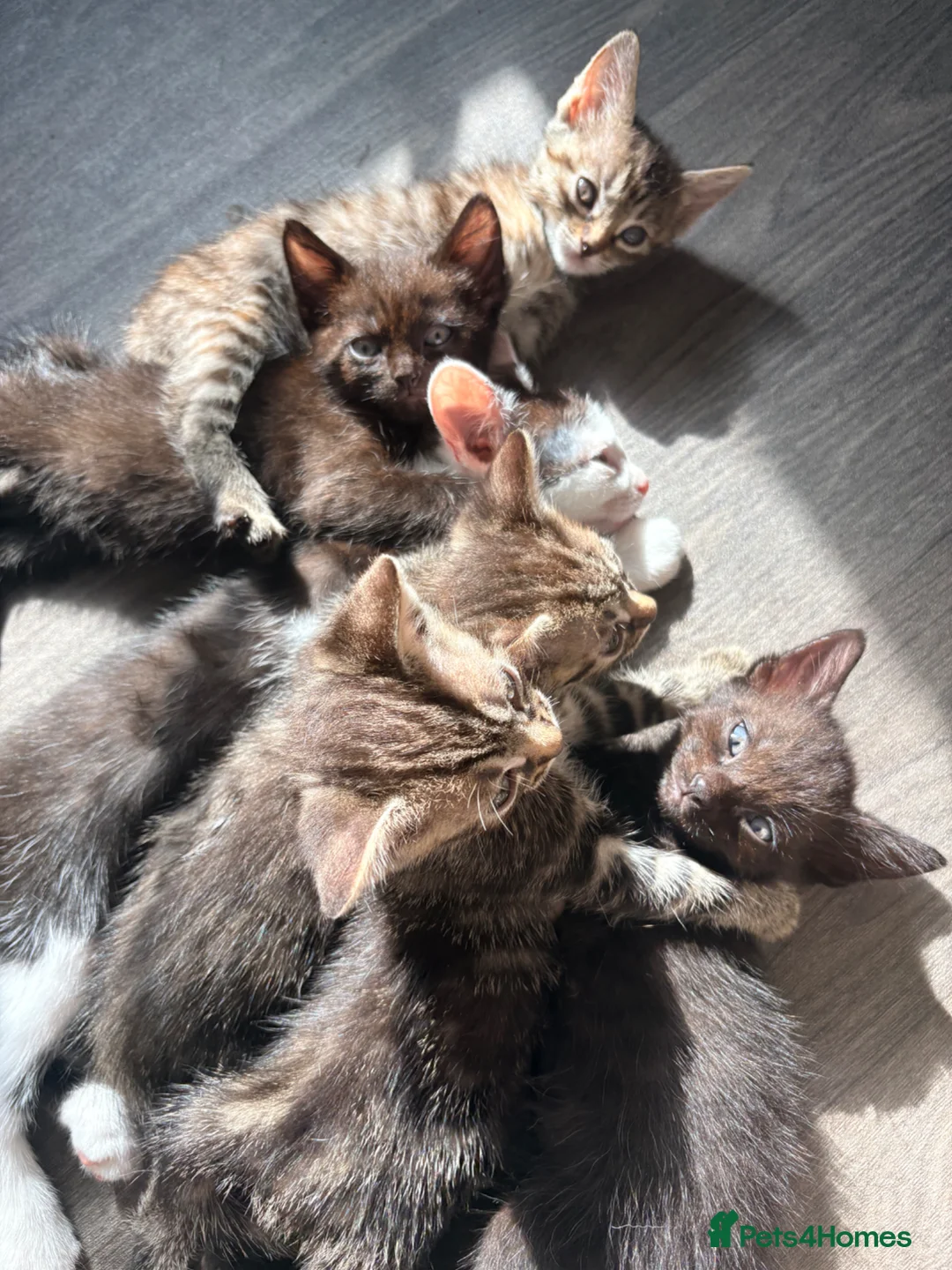 Domestic Shorthair cats for sale: 2 tabby and 3 black- ALL MALE KITTENS  - Advert 2