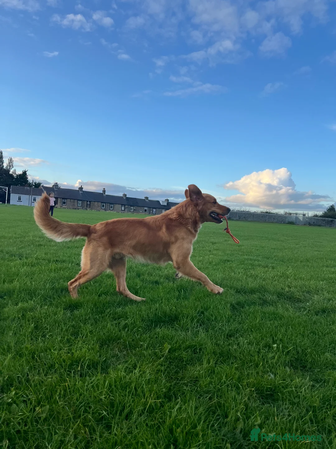 Golden Retriever dogs for stud: Hip & elbow scored health tested proven stud boy  in Barnsley - Advert 15