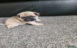 Frug dogs for sale: Just the male left frug left now - Image 16