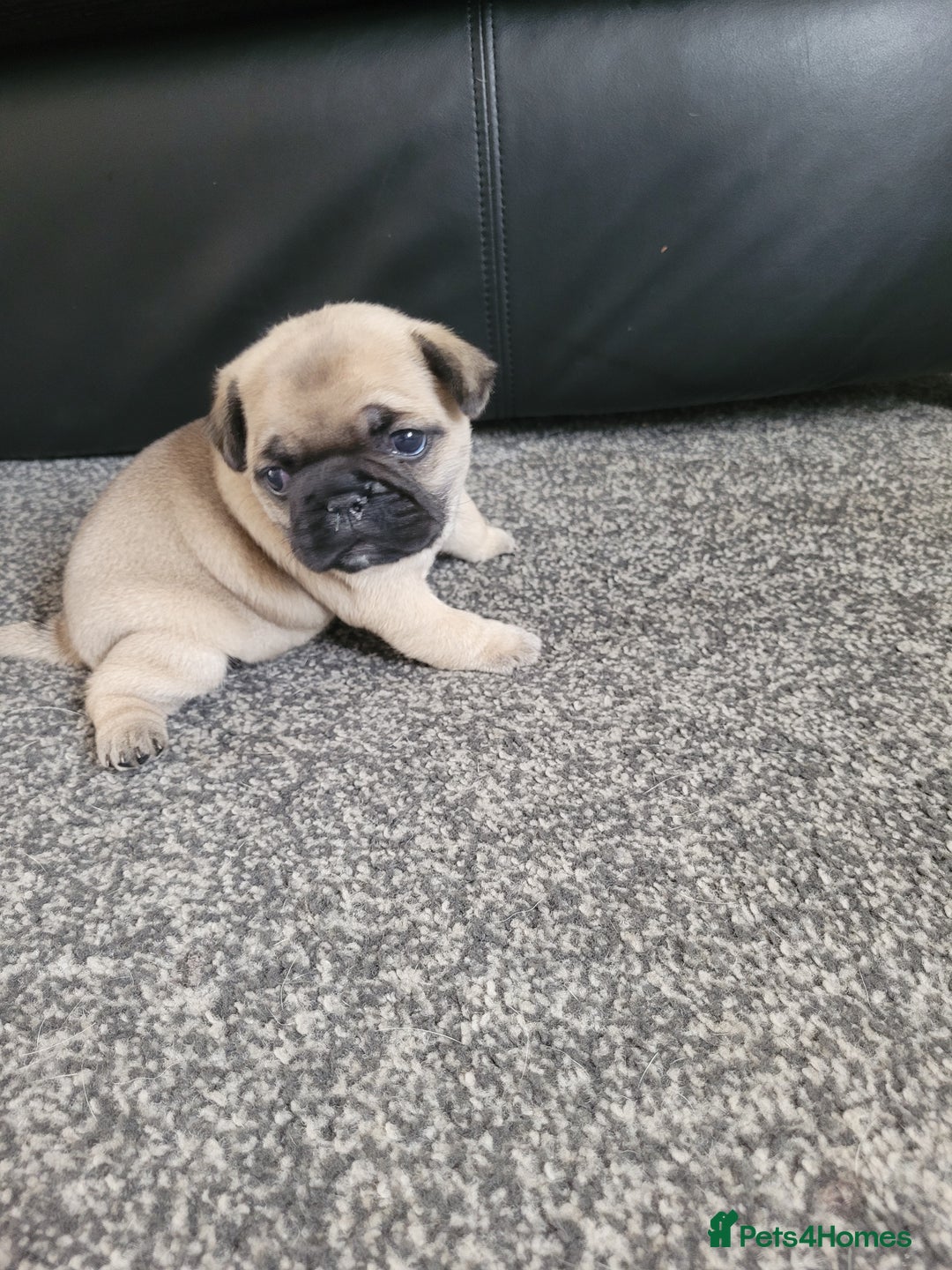 Frug dogs for sale: Just the male left frug left now - Image 16