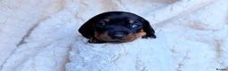 Miniature Dachshund dogs for sale: 🩵🩷✨ STUNNING MINIATURE DACHSHUND LITTER ✨🩷🩵 - Advert 24
