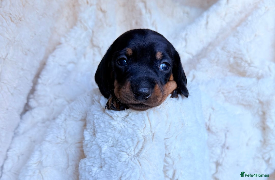 Miniature Dachshund dogs for sale: 🩵🩷✨ STUNNING MINIATURE DACHSHUND LITTER ✨🩷🩵 - Advert 24