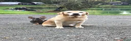 French Bulldog dogs for stud: French Bulldog - BLUE & TAN - Advert 13