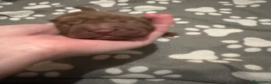 Shar Pei 2
