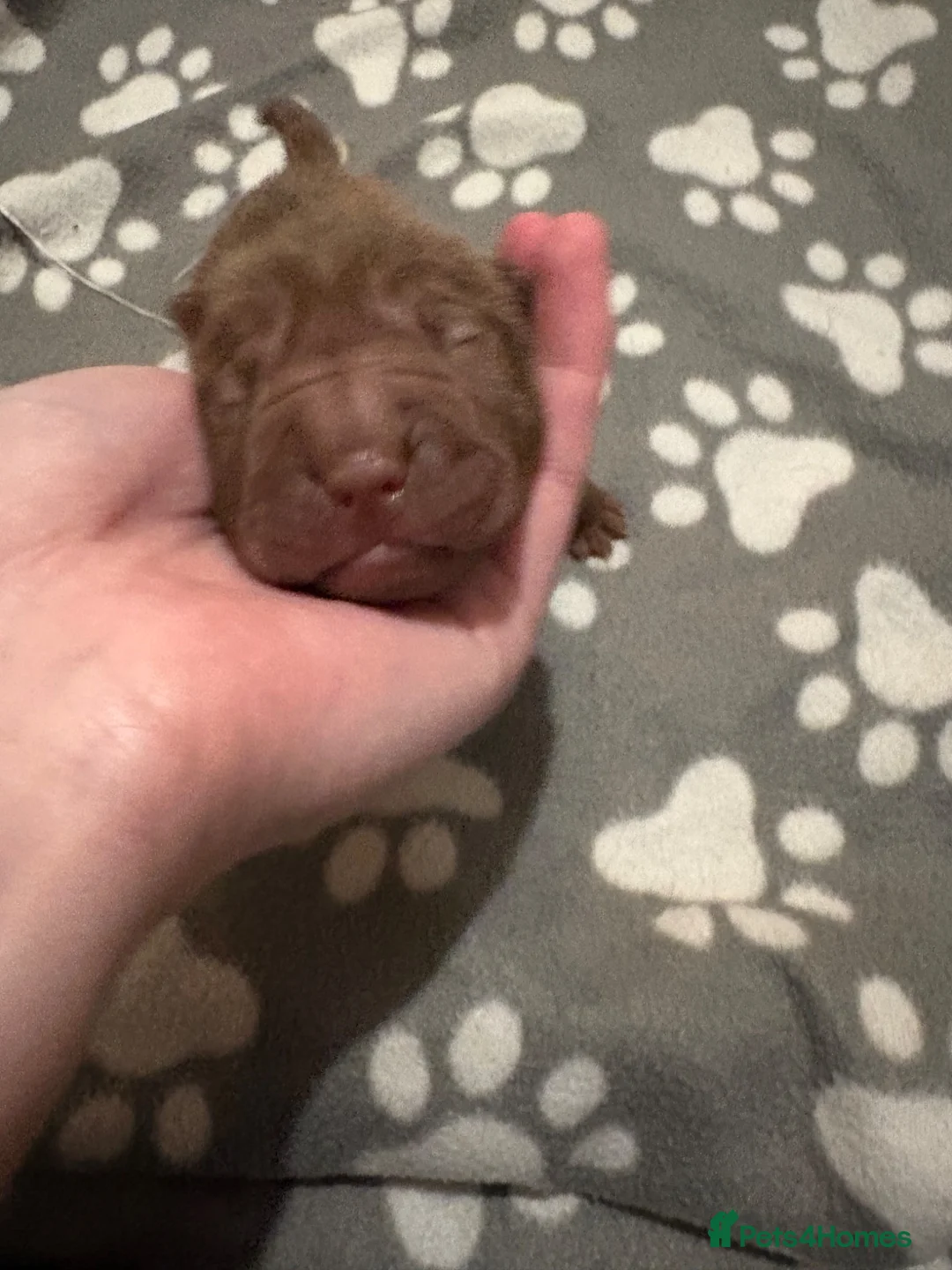 Shar Pei dogs for sale: Ready to leave now! Beautiful KC registered  - Advert 23