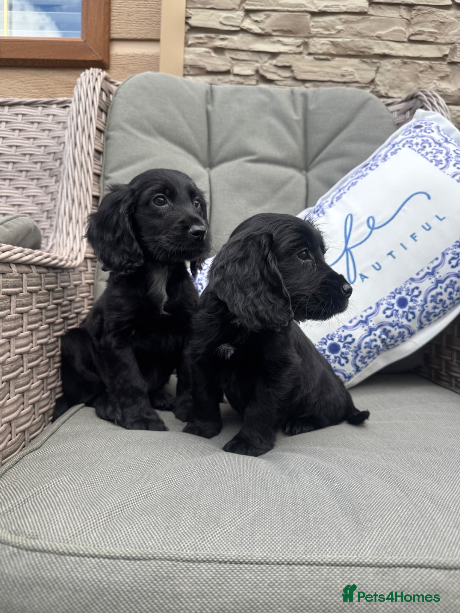 Cocker Spaniel dogs 2 Stunning black cocker girls (council licensed) - Advert 1