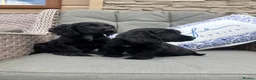 Cocker Spaniel dogs for sale: 2 Stunning black cocker girls (council licensed) - Advert 1