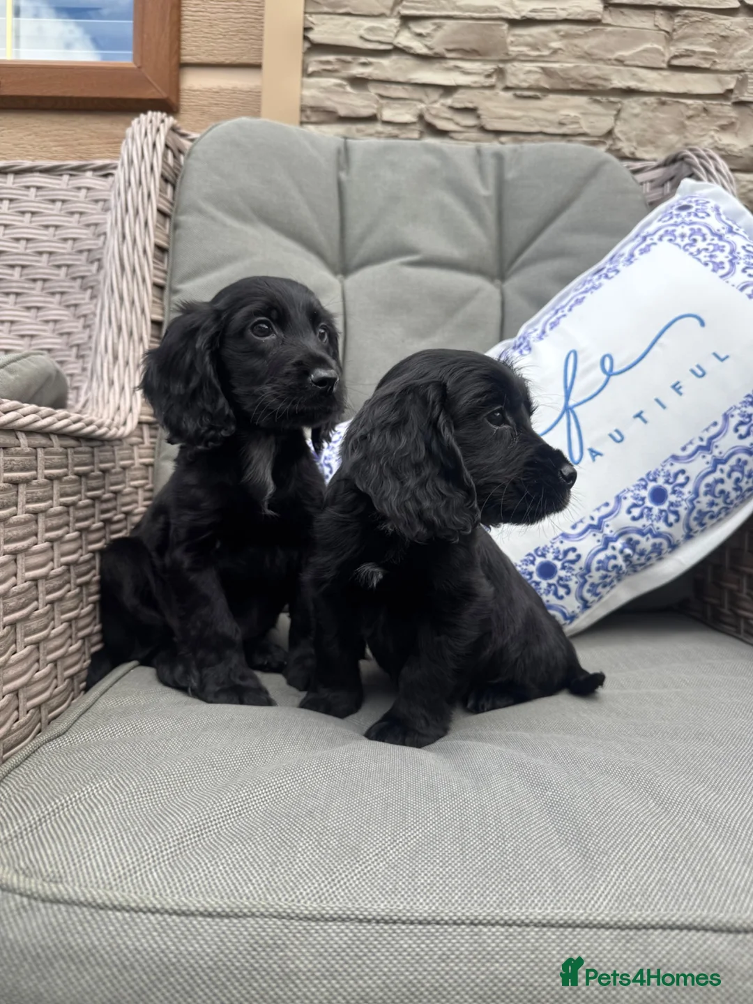 Cocker Spaniel dogs for sale: 2 Stunning black cocker girls (council licensed) - Advert 1