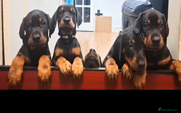 Dobermann dogs for sale: Beautiful Doberman puppies 3 boys 3 girls for sale - Image 3
