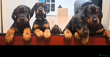 Dobermann dogs - Advert 5