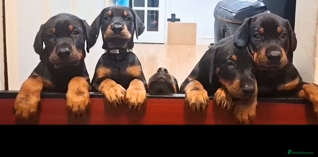 Dobermann dogs for sale: Beautiful Doberman puppies 3 boys 3 girls for sale - Image 3