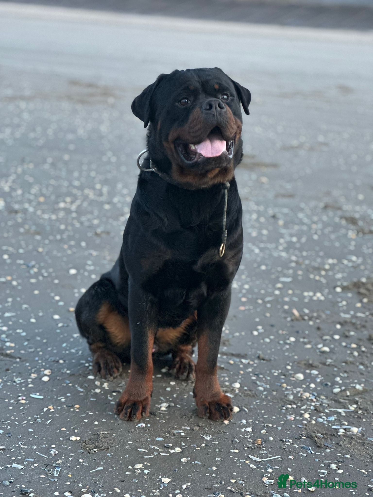 Rottweiler dogs Open to stud  - Advert 6