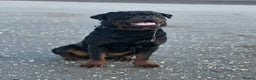 Rottweiler dogs for stud: Open to stud  - Advert 1