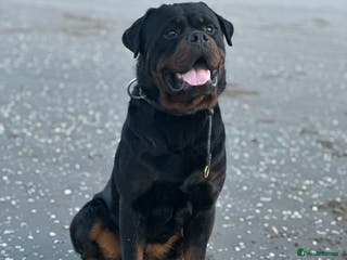 Rottweiler dogs Open to stud - Advert 8