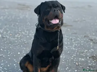 Rottweiler dogs Open to stud - Advert 21