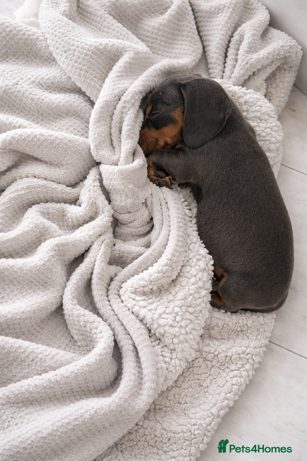Miniature Dachshund dogs Miniature dachshund puppies 1 female left xx - Advert 19