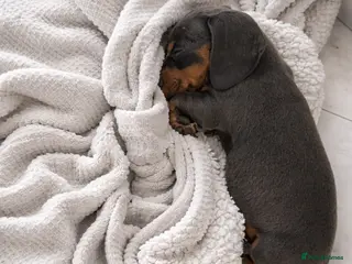 Miniature Dachshund dogs Miniature dachshund puppies 1 female left xx - Advert 19