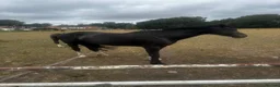 Other Breed horses for sale: Range of horses and ponies for sale  in Harrogate - Advert 2