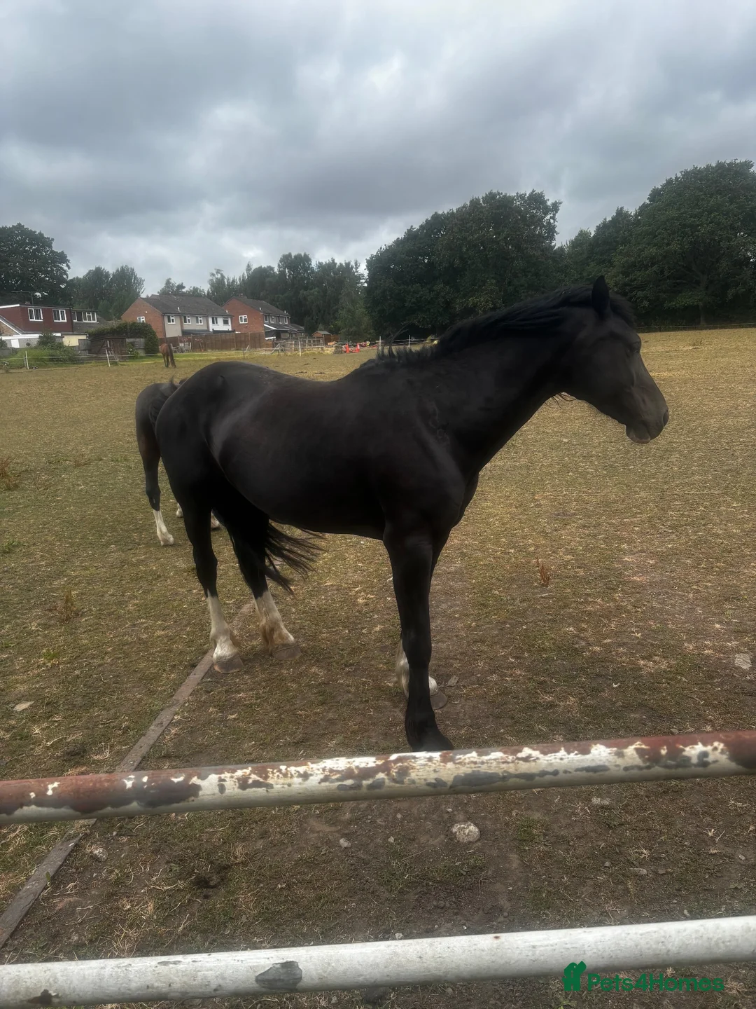 Other Breed horses for sale: Range of horses and ponies for sale  in Harrogate - Advert 2