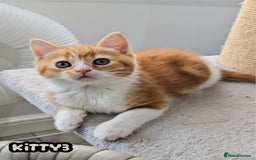 British Shorthair cats for sale: Adorable Kittens Ready For Reservation  - Image 37