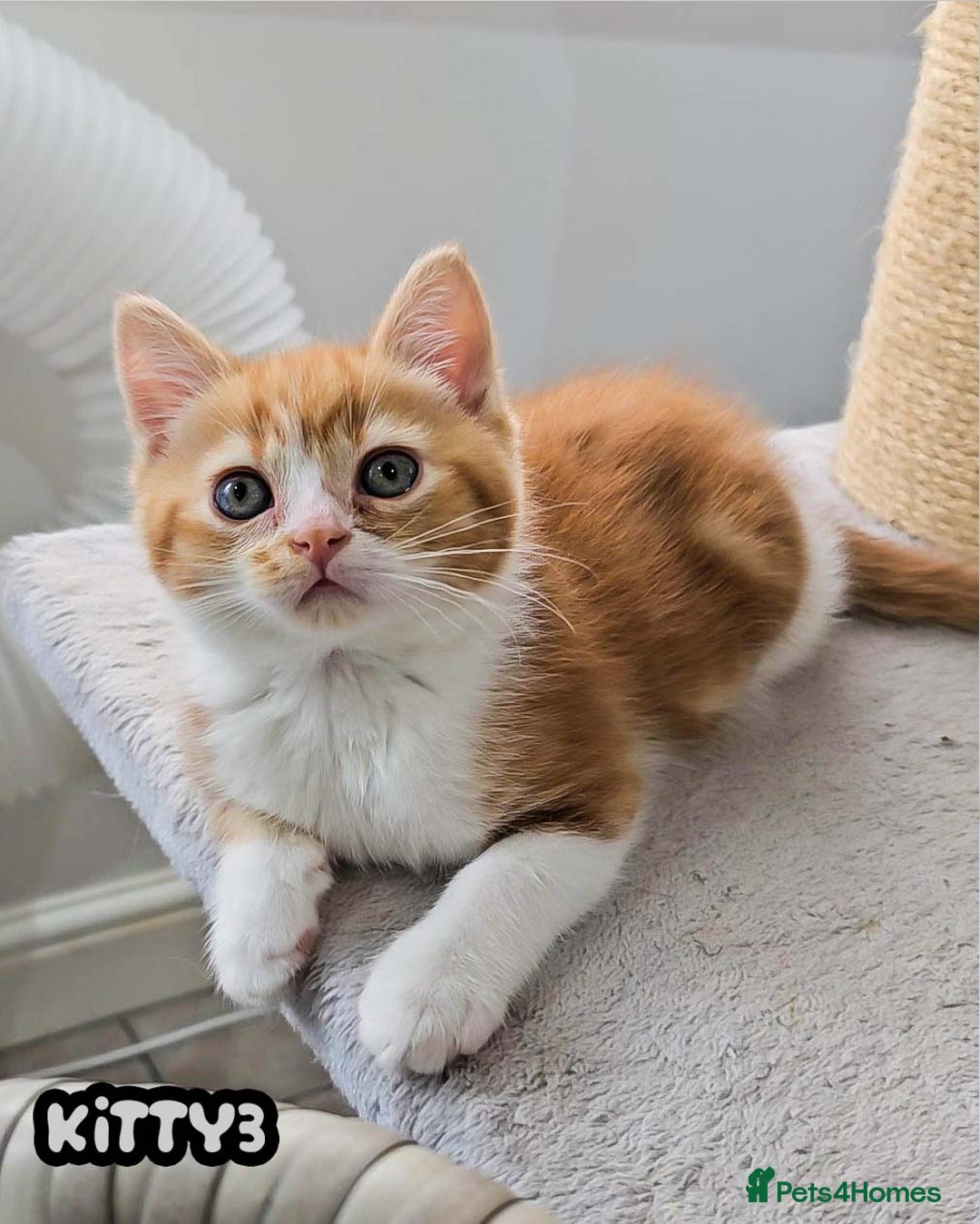 British Shorthair cats for sale: Adorable Kittens Ready For Reservation  - Image 37