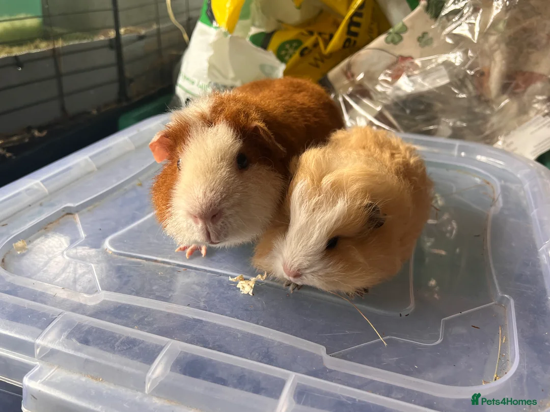 Guinea Pig rodents for sale: Bonded Guinea pig boars  - Advert 1